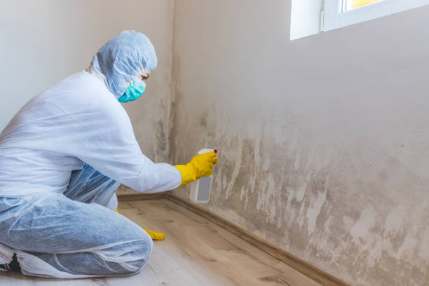 Mold Remediation specialist working in Wheaton